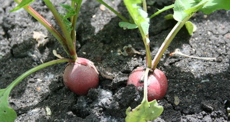 El uso de fertilizantes puede aumentar el tamaño del rábano y la tasa de crecimiento general de la planta.