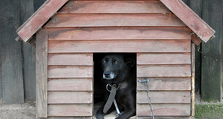 Make a comfortable and secure home for your dog.