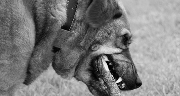 Gravetos podem ficar presos no trato intestinal do cão, causando uma obstrução