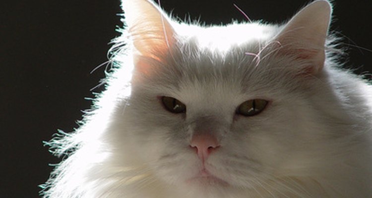 The Victoria costume combines the appearance of a white cat with traditional ballet fashion.