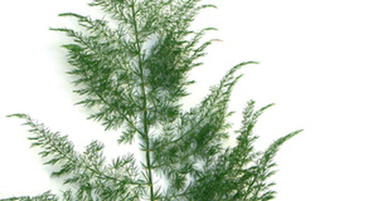 Asparagus fern leaves are usually dark green; yellowing is a stress signal.