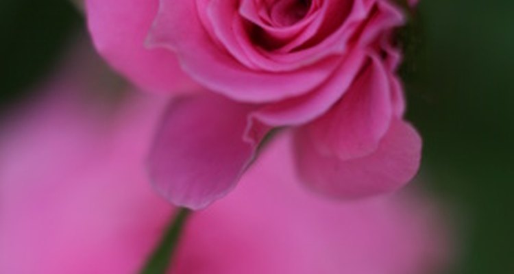 Las rosas rosas, como las rojas, tienen un significado específico.