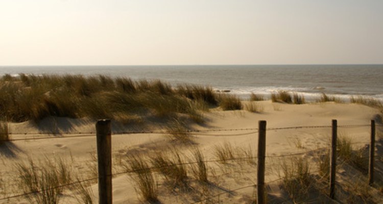 Las dunas costeras son hogar de numerosas especies.