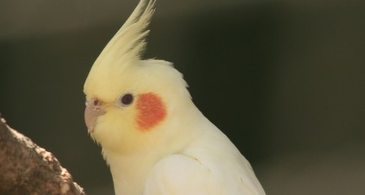 Ácaros de pena podem causar sérios danos em aves