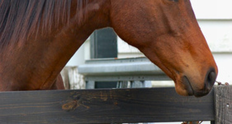 Caroços inexplicados em um cavalo exigem atenção veterinária