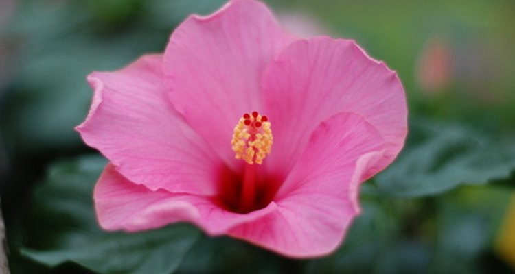 Budworms leave black spots on the leaves and flowers of the host plant.