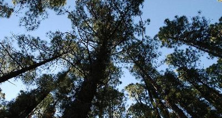 Árboles de selva tropical.