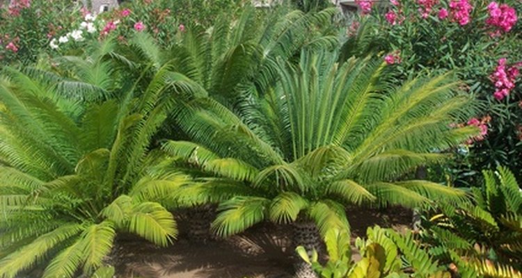 Ferns make good groundcovers and specimens in shady gardens.