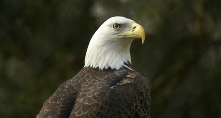Un disfraz de águila norteamericana debe incluir la cabeza blanca tan característica de ese animal.