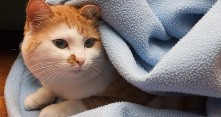 Envuelve a tu gato en una manta estilo "burrito".