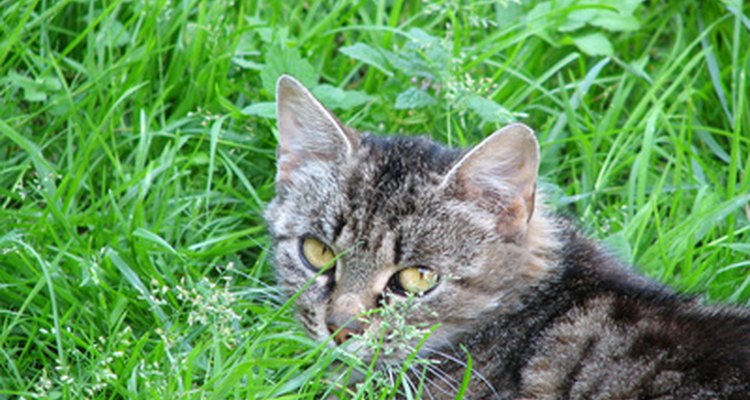 Se dice que los gatos que viven en interiores tienen una vida tres veces más larga que la de los gatos que pueden pasear libremente por los exteriores.