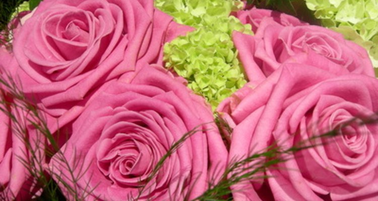 As rosas se reproduzem assexuadamente, e possuem tanto partes femininas quando masculinas.