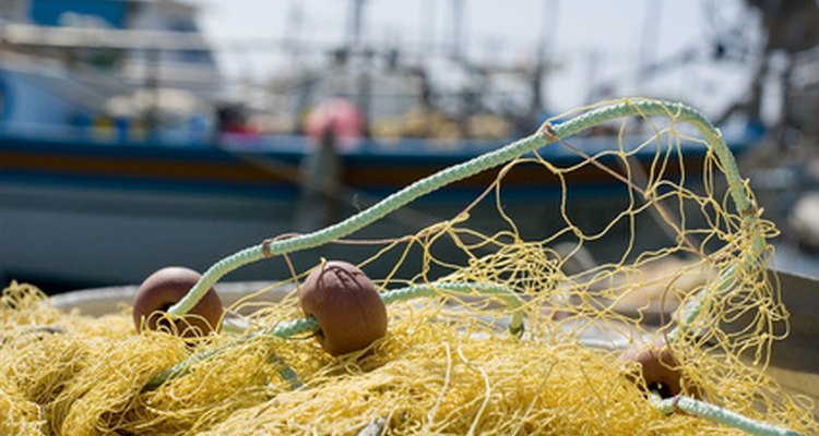 Las redes de pesca a menudo enredad y lesionan a los leones marinos.