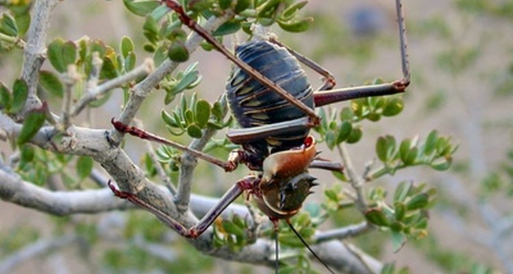 Los pesticidas orgánicos ayudan a controlar los problemas de insectos en el jardín.