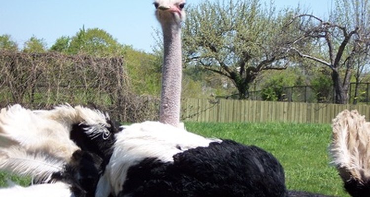 Las alas de un avestruz pueden ayudar a regular la temperatura.