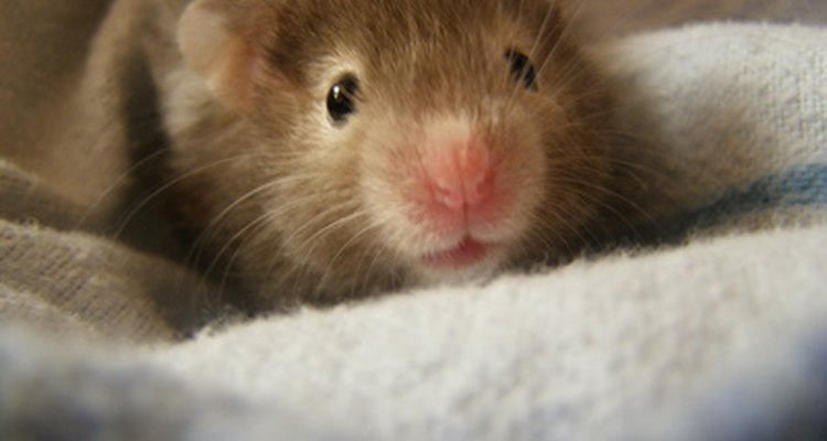 Os hamsters são propensos a infecções do trato urinário