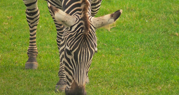 The zebra meets its energy needs through the consumption of plant material.