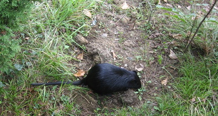 Ratas y otros roedores son parte de la dieta de la cobra.