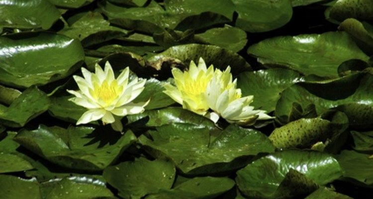 Dos flores de el corazón flotante amarillo