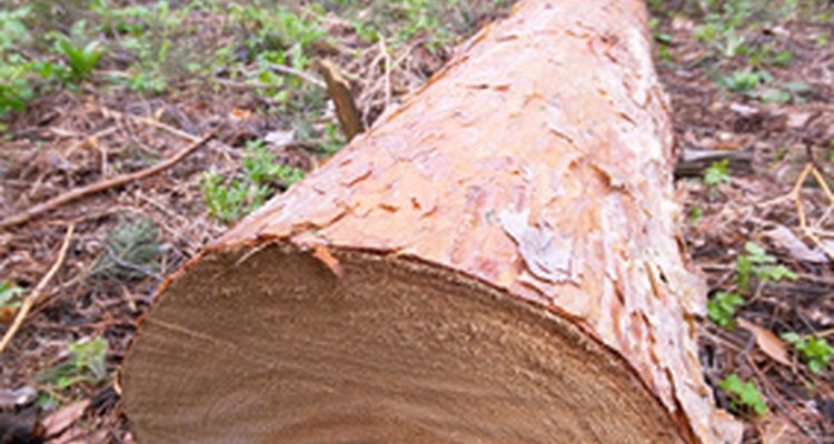 A Stihl 070 chain saw makes quick work of cutting a tree into stove lengths.