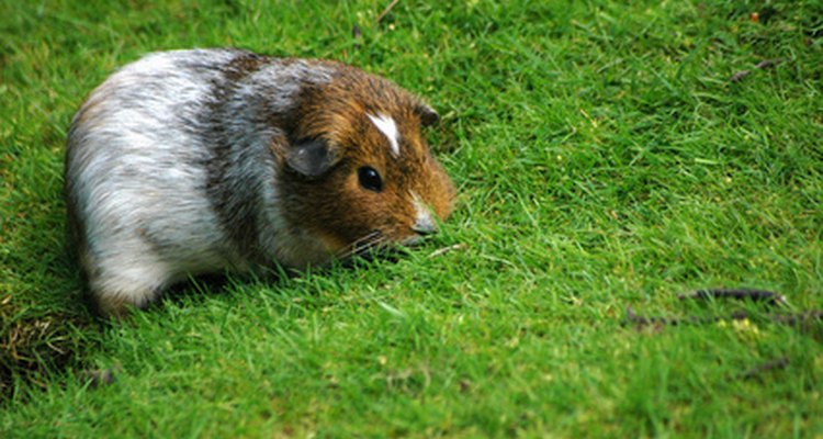 Pet guinea pig