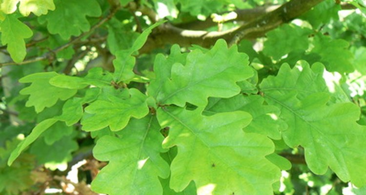 Most oak species have similarly shaped leaves.