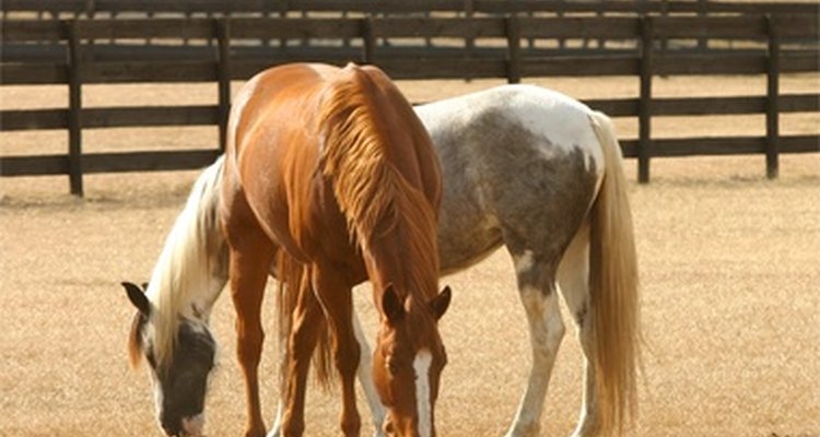Horses are susceptible to the common cold.