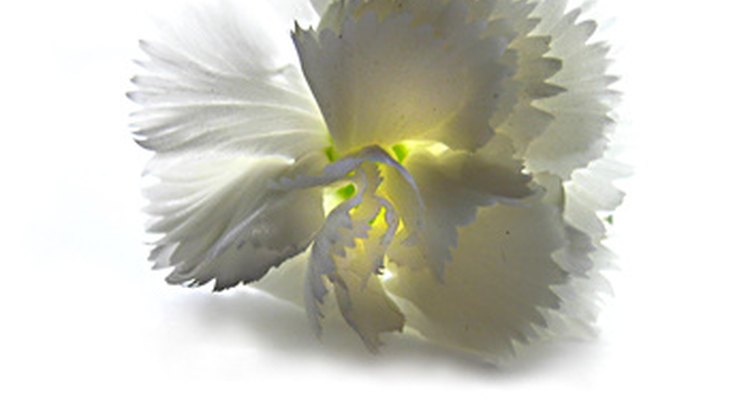 La forma distintiva de los pétalos de un clavel blanco.