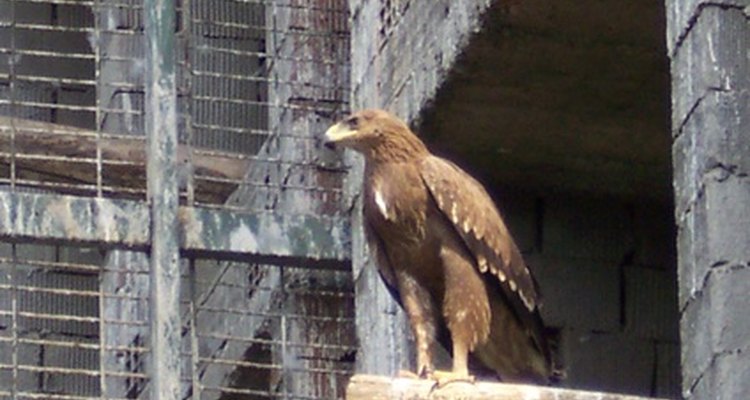 El águila joven puede retornar al nido para visitas ocasionales.