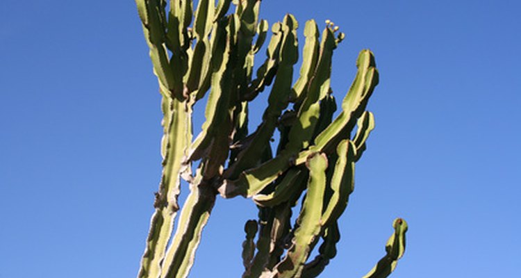 The silhouette of the Euphorbia ingens is stark but beautiful.