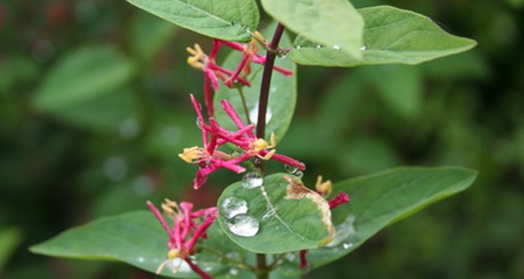 Leaf blight attacks many honeysuckle species.