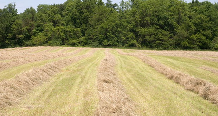 Hay rakes move the hay into small windrows for efficient baling.