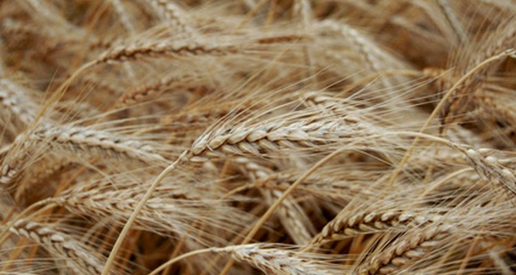 Los cereales más saludables vienen directo de la planta.