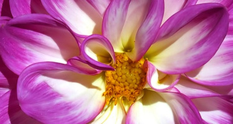 Las dalias son una de las muchas flores nativas de México.