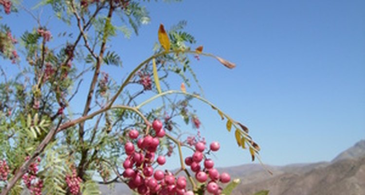 Peppercorns contain the seeds of the Piper Nigrum plant.