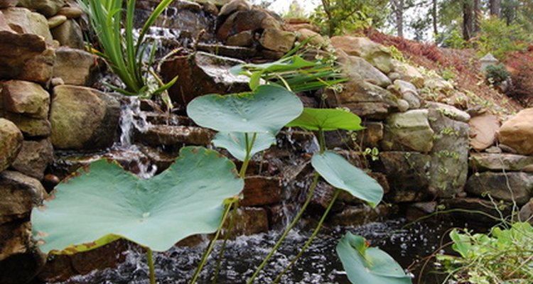 Los estanques en patios traseros pueden proporcionar un buen ambiente para el lirio acuático.