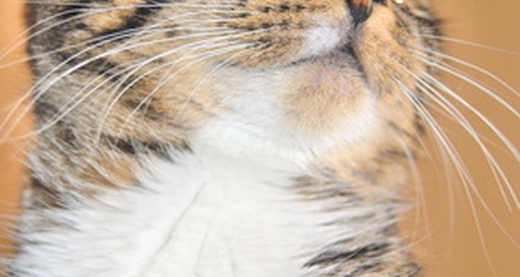Engasgos são geralmente normais em gatos, mas podem apontar para uma condição mais grave