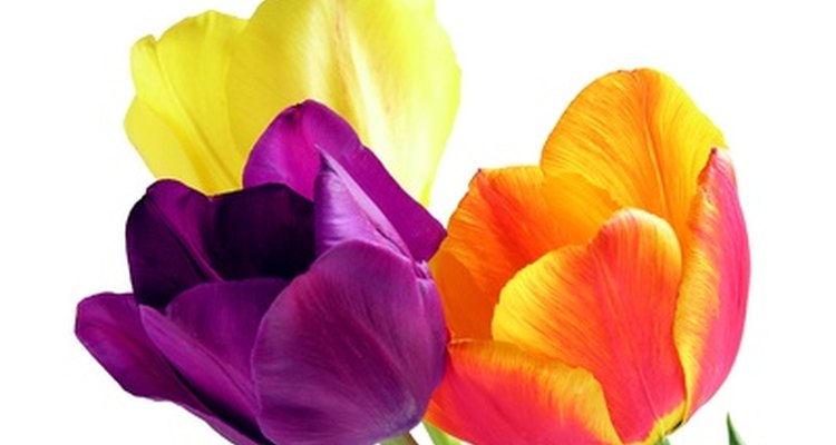 Los tulipanes vienen en muchos colores.