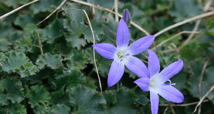Periwinkle provides ground cover in shady areas.