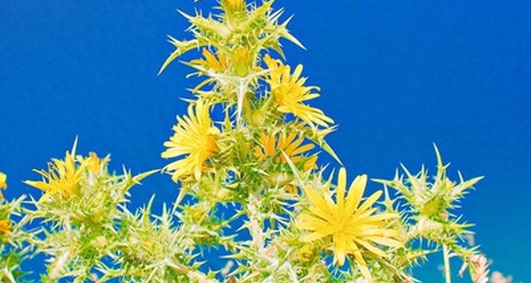 Spraying Roundup may be an easy way to get rid of weeds, but it is harmful to your health.