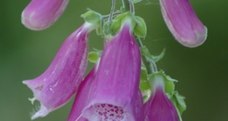 Foxglove is a tall shade loving plant.