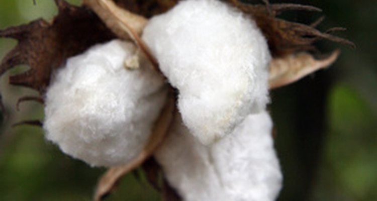 As vagens das paineiras se abrem para revelar aglomerados de fibras semelhantes a tufos de algodão