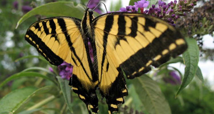 Ambas mariposas son de color naranja oscuro.