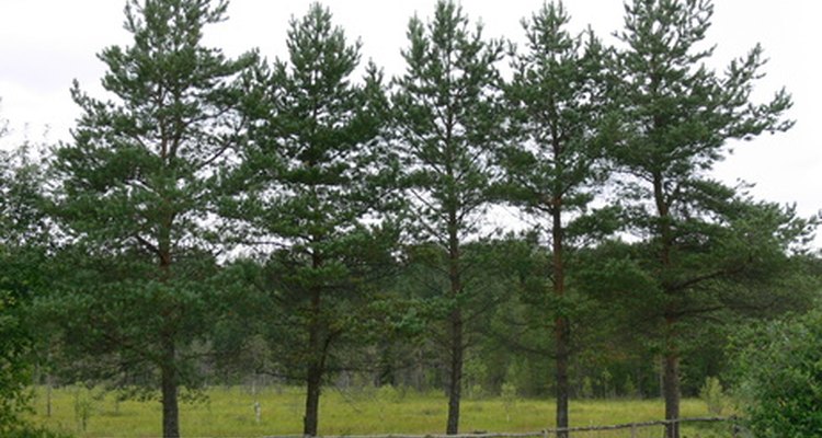 Los pinos son un subgrupo de las coníferas, que incluye todos los árboles que producen conos.