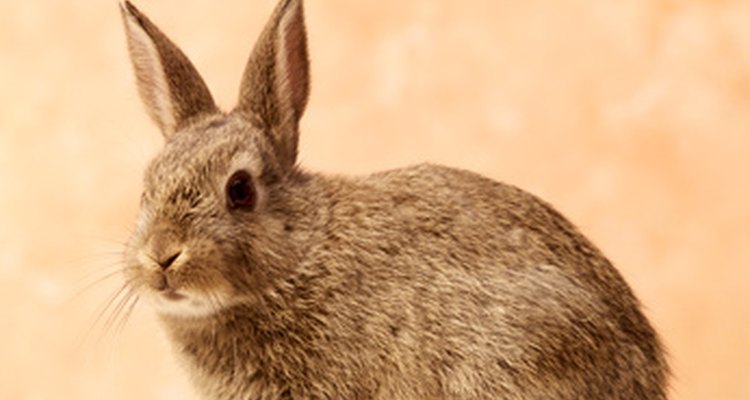Os coelhos podem ser divertidos para serem mantidos como animais de estimação