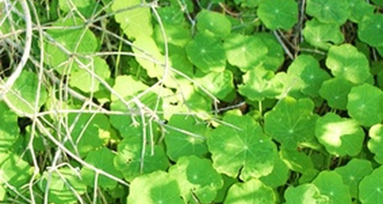 Ivy is a fast-growing ground cover option