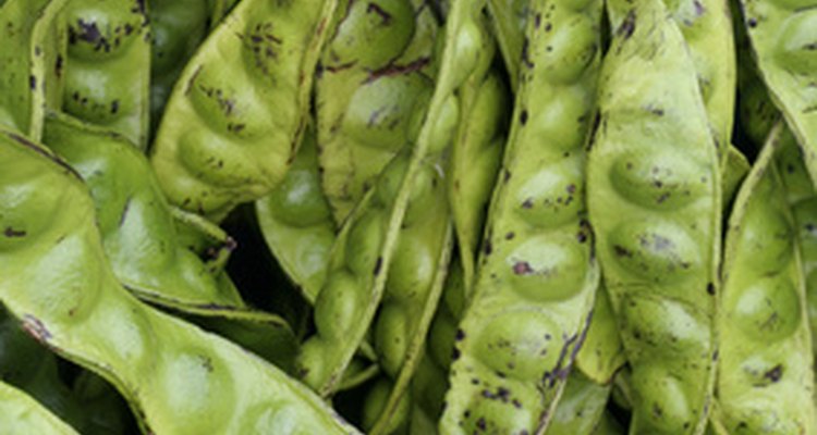 Pods of a bean plant