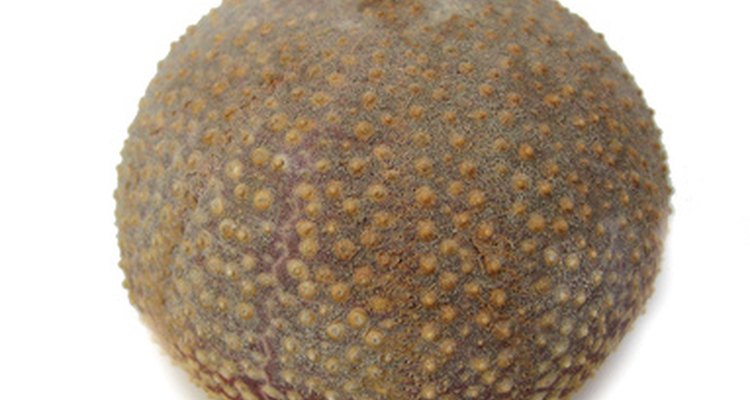 Preserving a sea urchin requires patience.