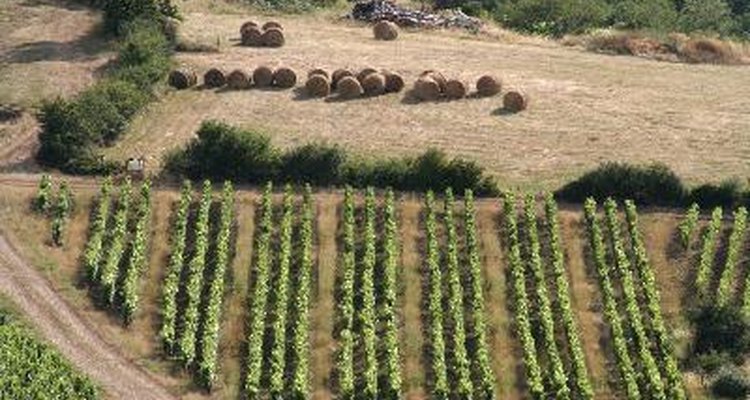 Región de Beaujolais en Francia.