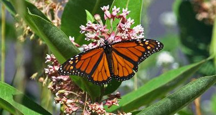Las asclepias atraen a las mariposas monarcas.